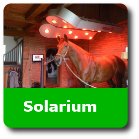 solarium pour chevaux